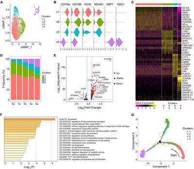 Signatures of B Cell Receptor Repertoire Following Pneumocystis Infection